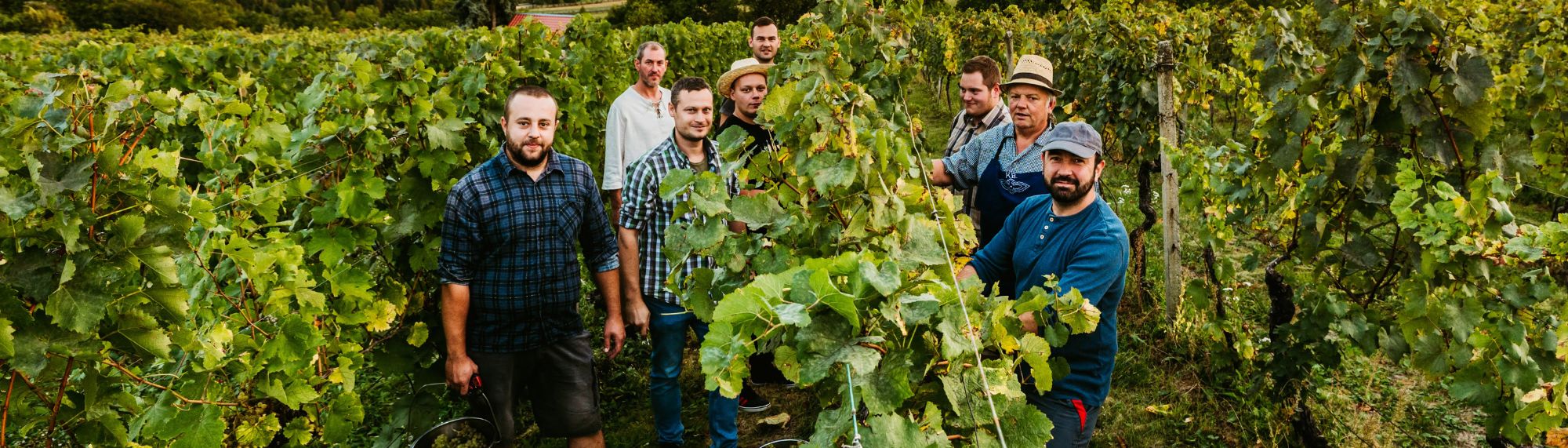 vinari klobouky u brna